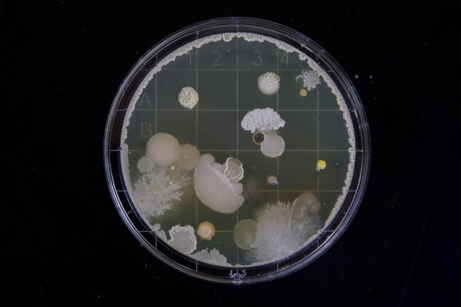 Test under microspcope